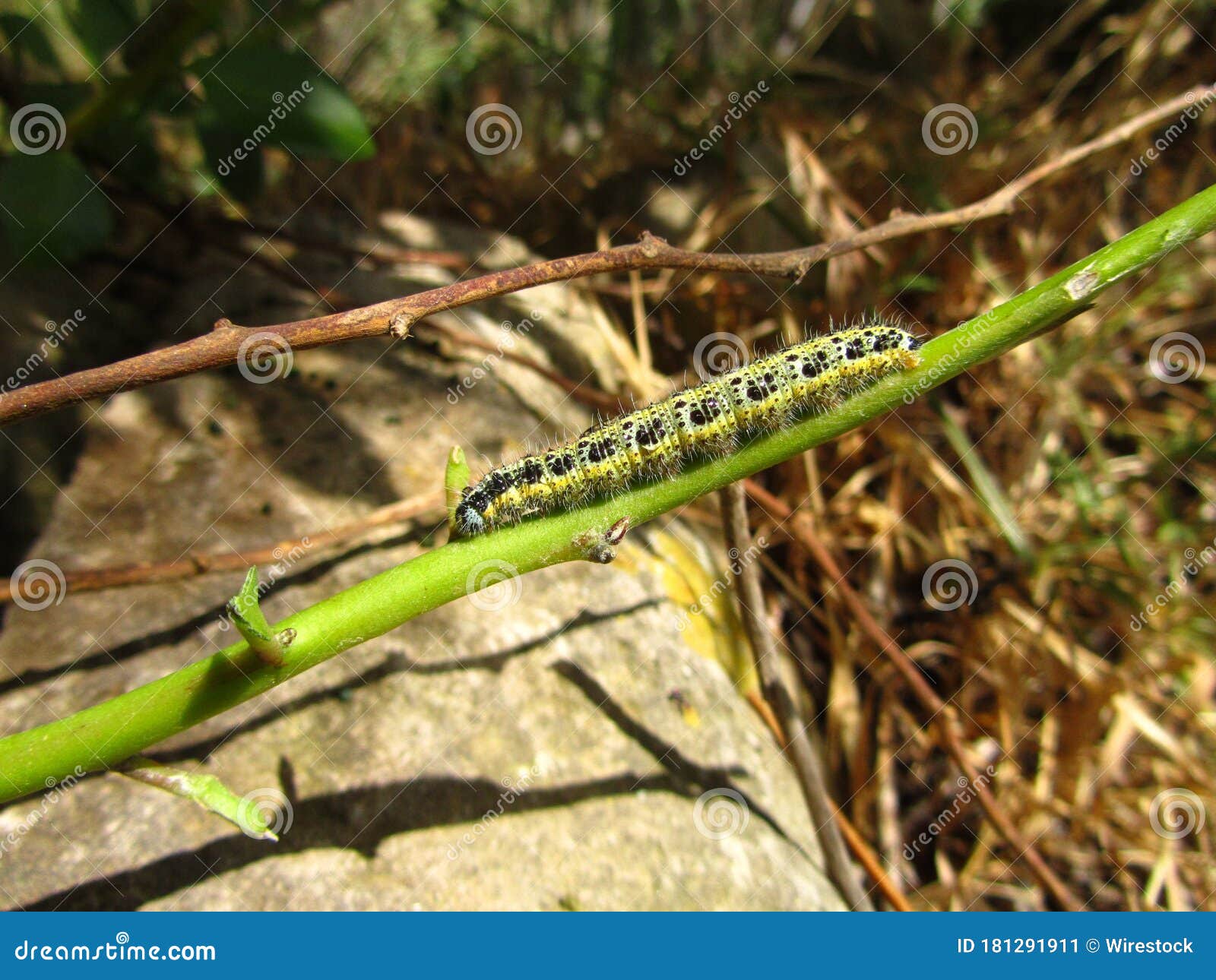 Caterpillar of a Small Cabbage White Butterfly on a Tree Branch Stock