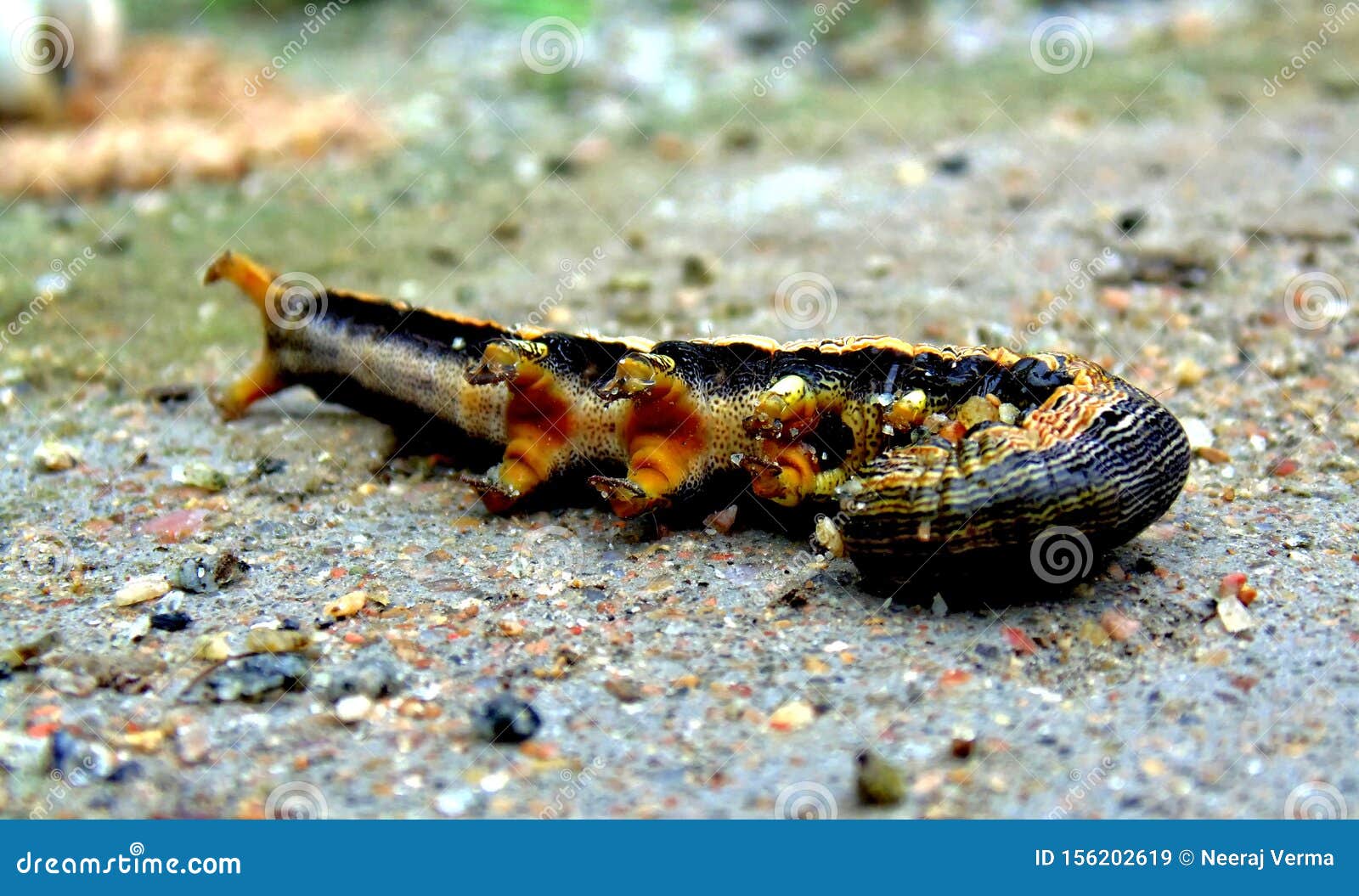Caterpillar Squeeze Himself after Fall Down Stock Image Image of