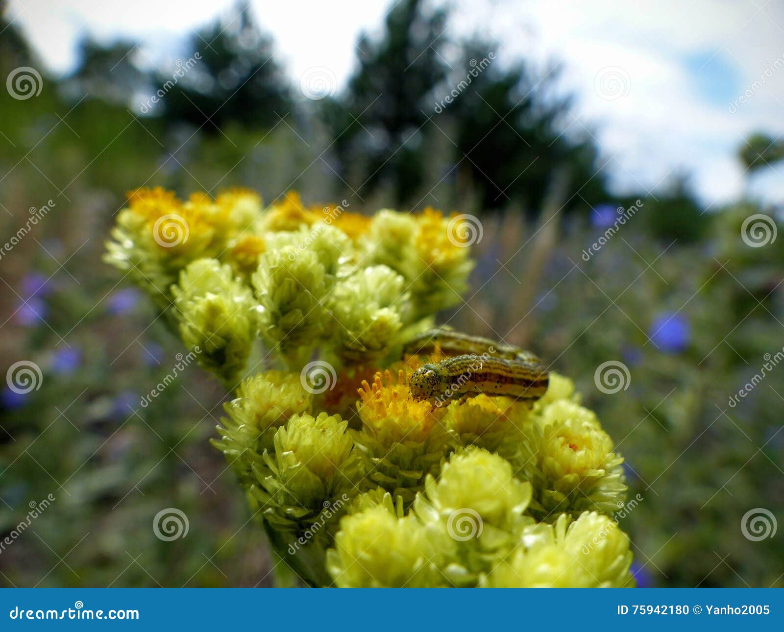 Caterpillar Stained with Nectar Stock Photo Image of caterpillar