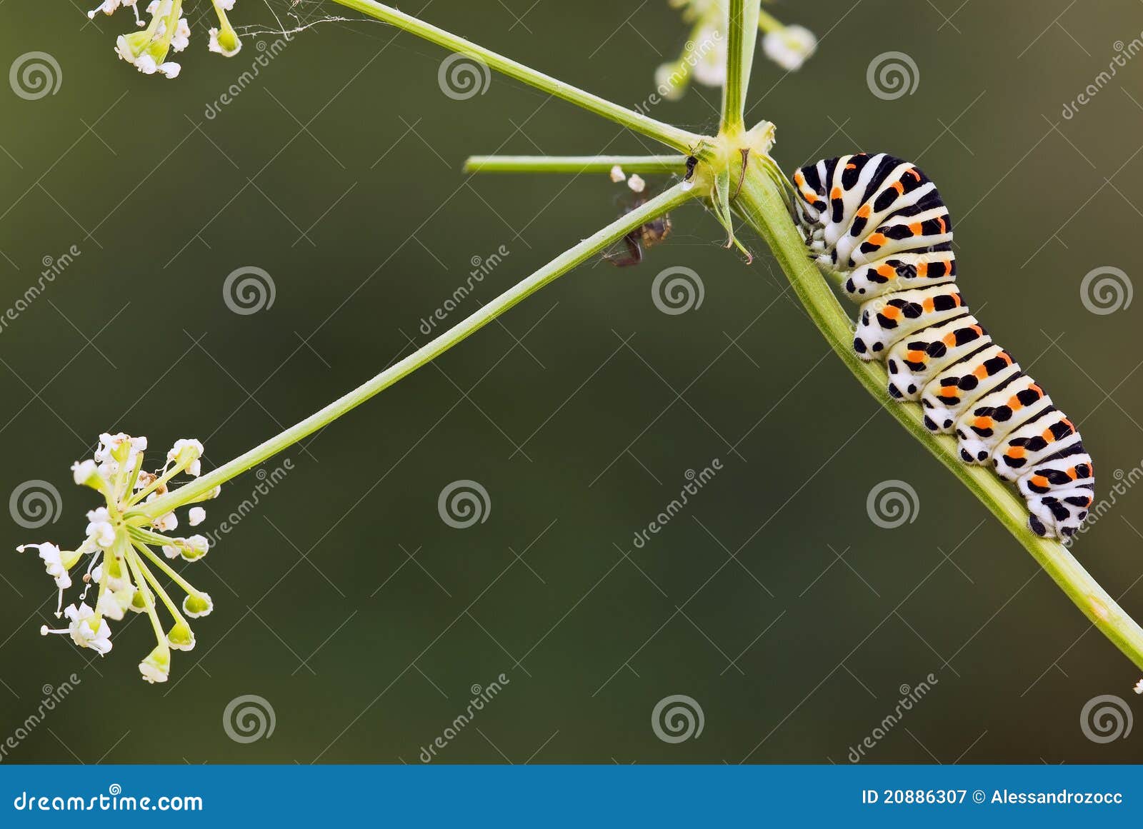 caterpillar of swallow tail butterfly