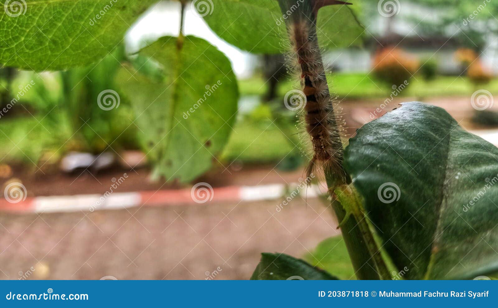 The Caterpillar on the Tree Branches Stock Photo Image of tree