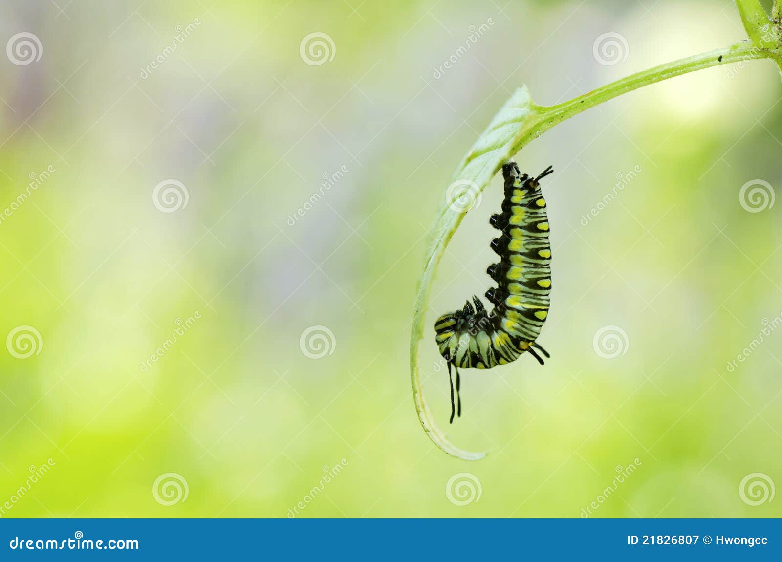 Before Caterpillar Turning To Pupa Stock Image Image of rain, garden