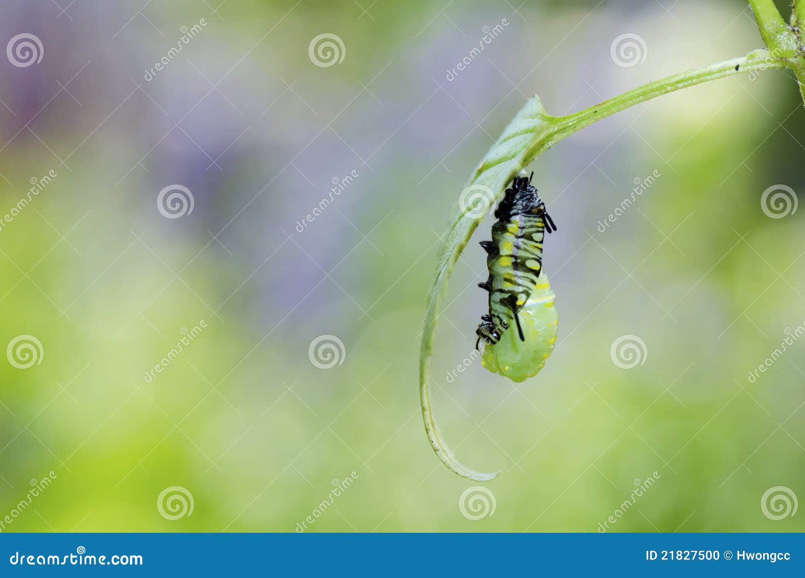 Caterpillar Turning To Pupa Stock Photo Image of garden, morph 21827500