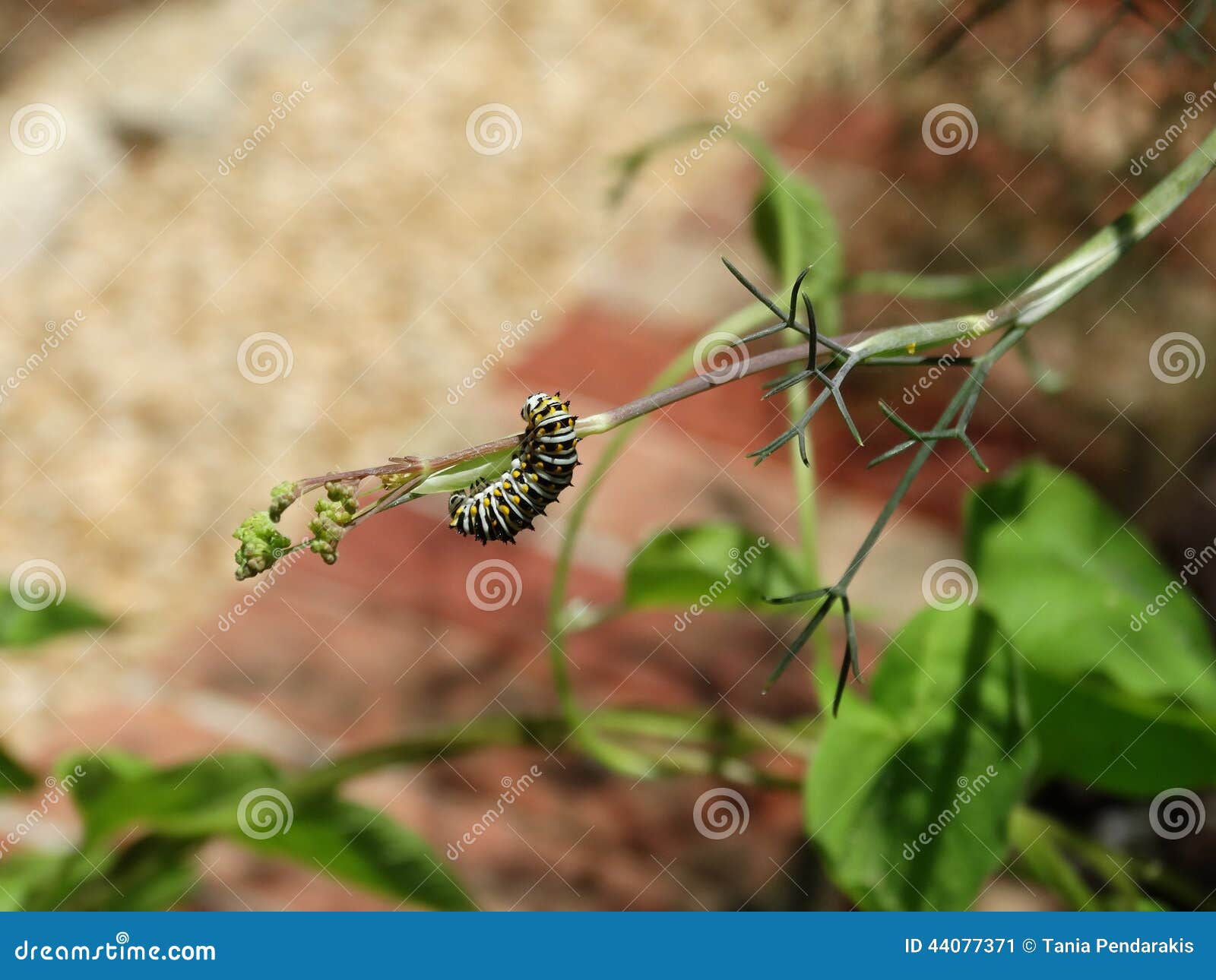 Caterpillar van de Zwarte Swallowtail-Vlinder die op een venkelinstallatie voeden