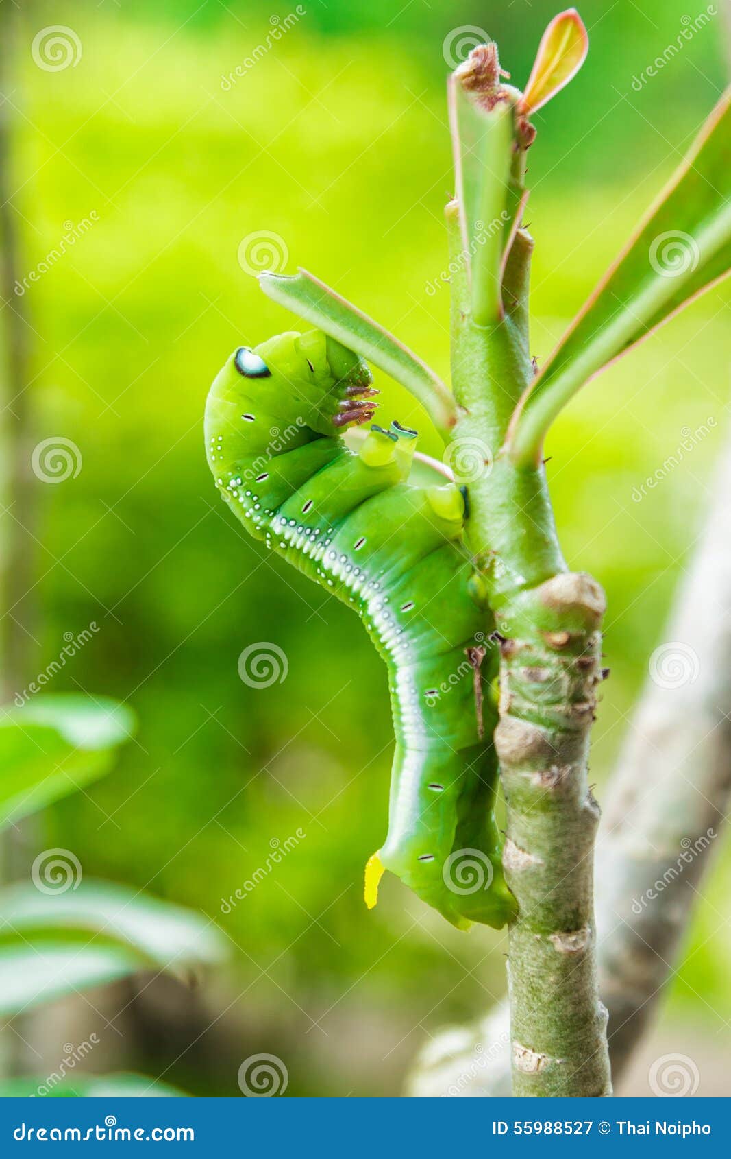 Caterpillar Vert Sur La Branche D'arbre Image stock Image du fond