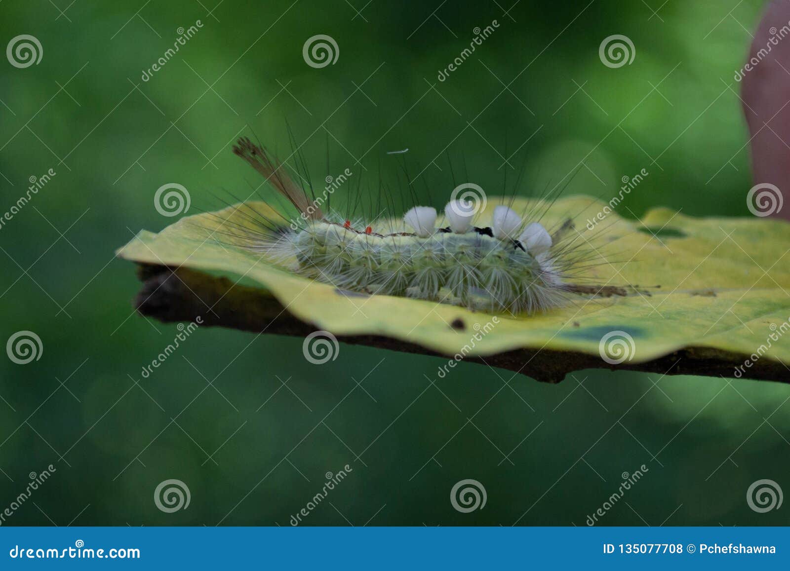 Caterpillar vit tydlig tuvamal på ett blad. Ett slut upp av en färgrik vit tydlig tuvamal Caterpillar på ett blad med en suddig grön bakgrund