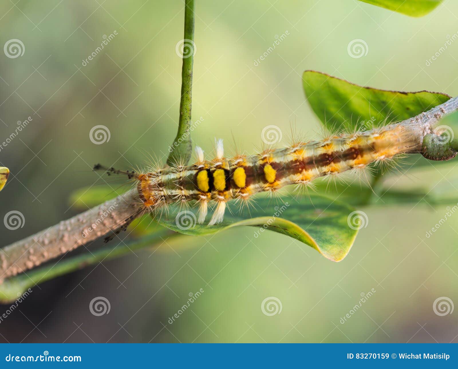 Caterpillar Walking stock image. Image of nature, abstract 83270159