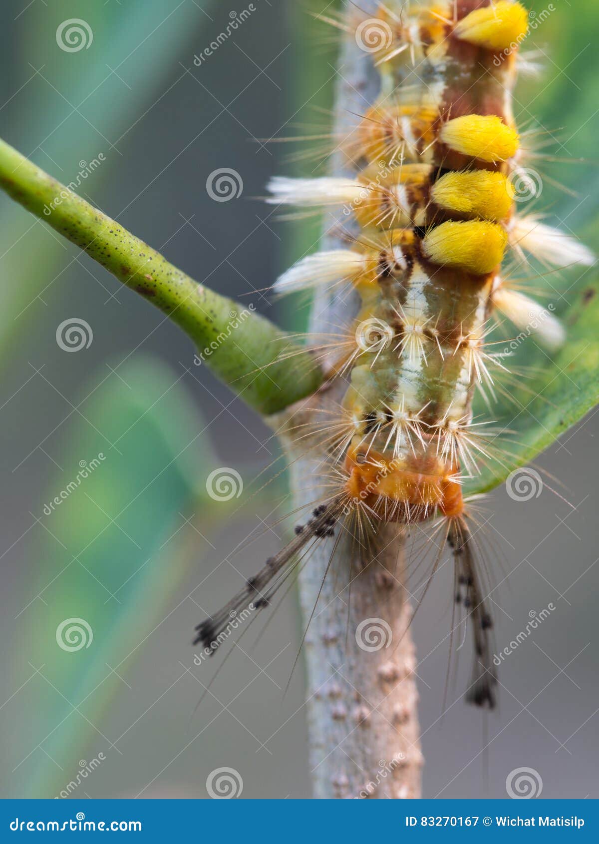 Caterpillar Walking stock image. Image of abstract, insect 83270167