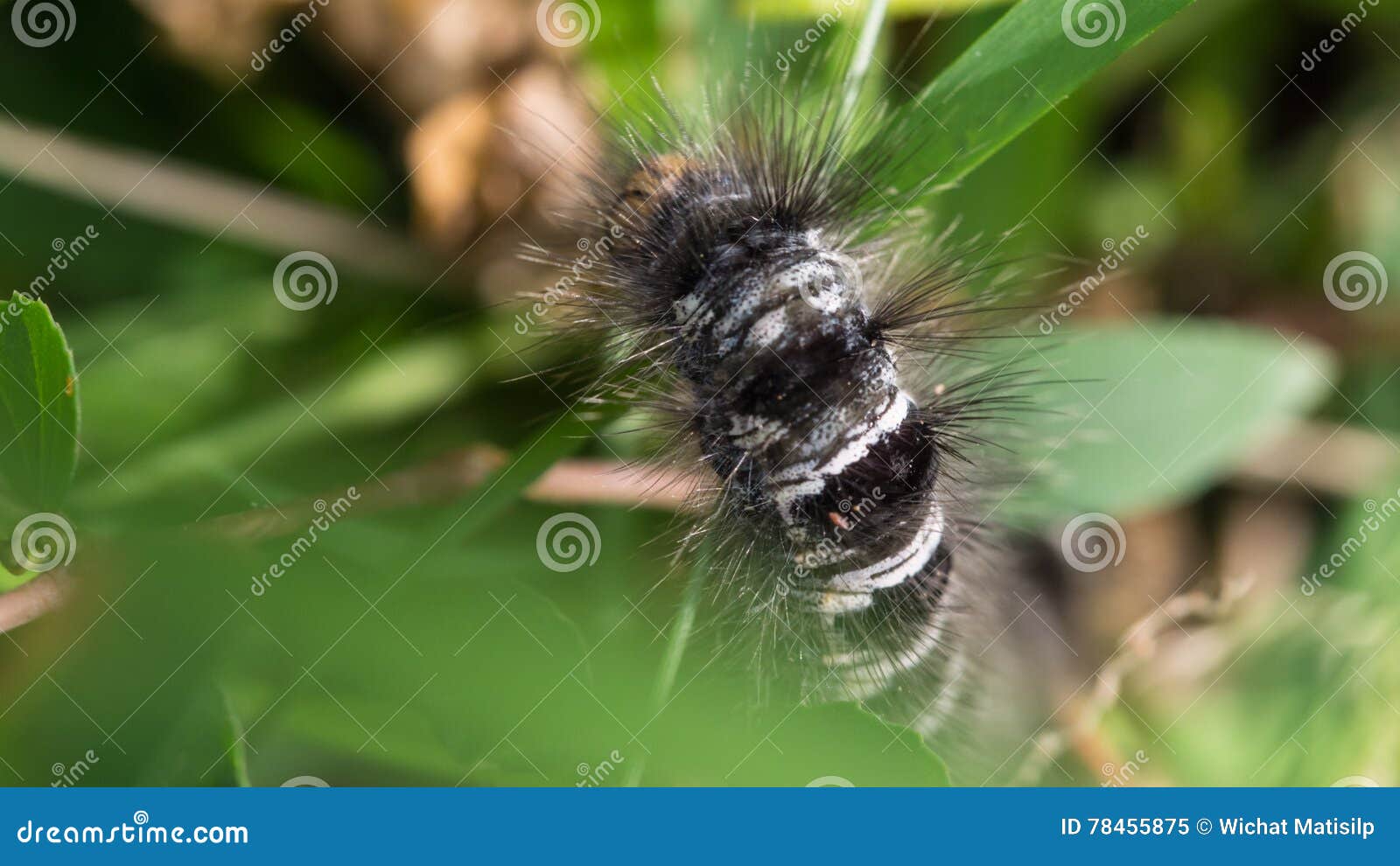 Caterpillar Walking stock image. Image of color, natural 78455875