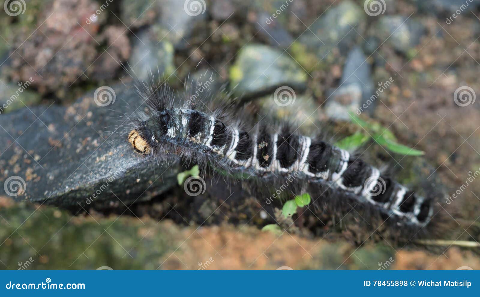 Caterpillar Walking stock photo. Image of shot, stripe 78455898