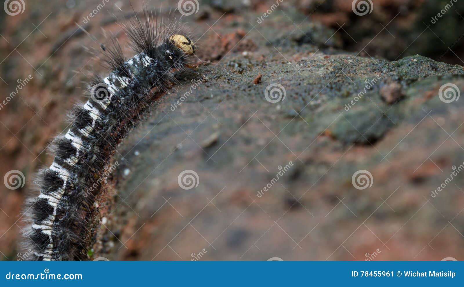 Caterpillar Walking stock image. Image of shot, beautiful 78455961
