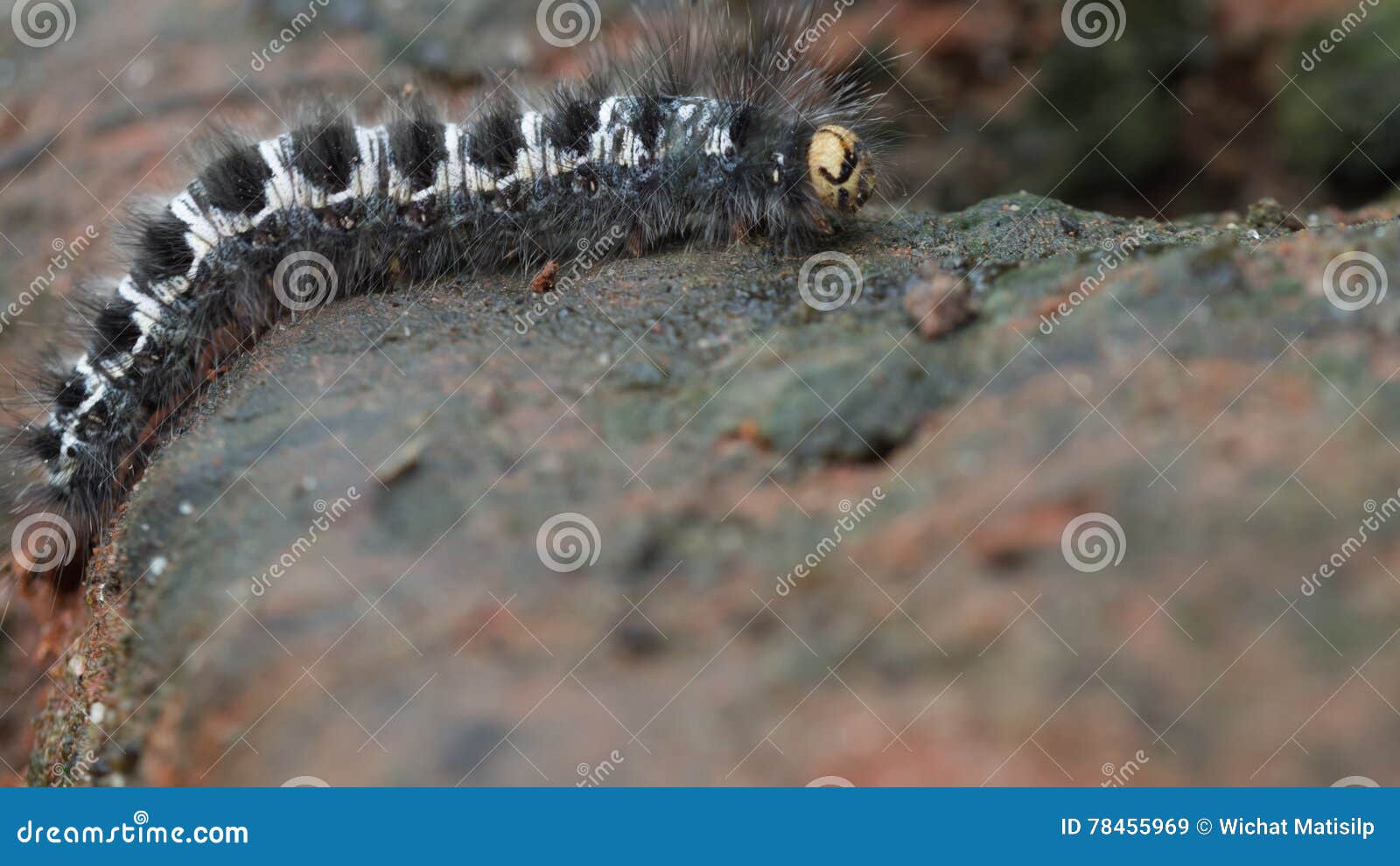 Caterpillar Walking stock image. Image of beautiful, black 78455969