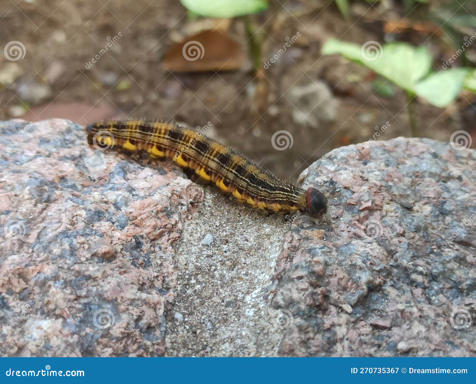 Caterpillar Walking on a Stone Stock Image Image of plant