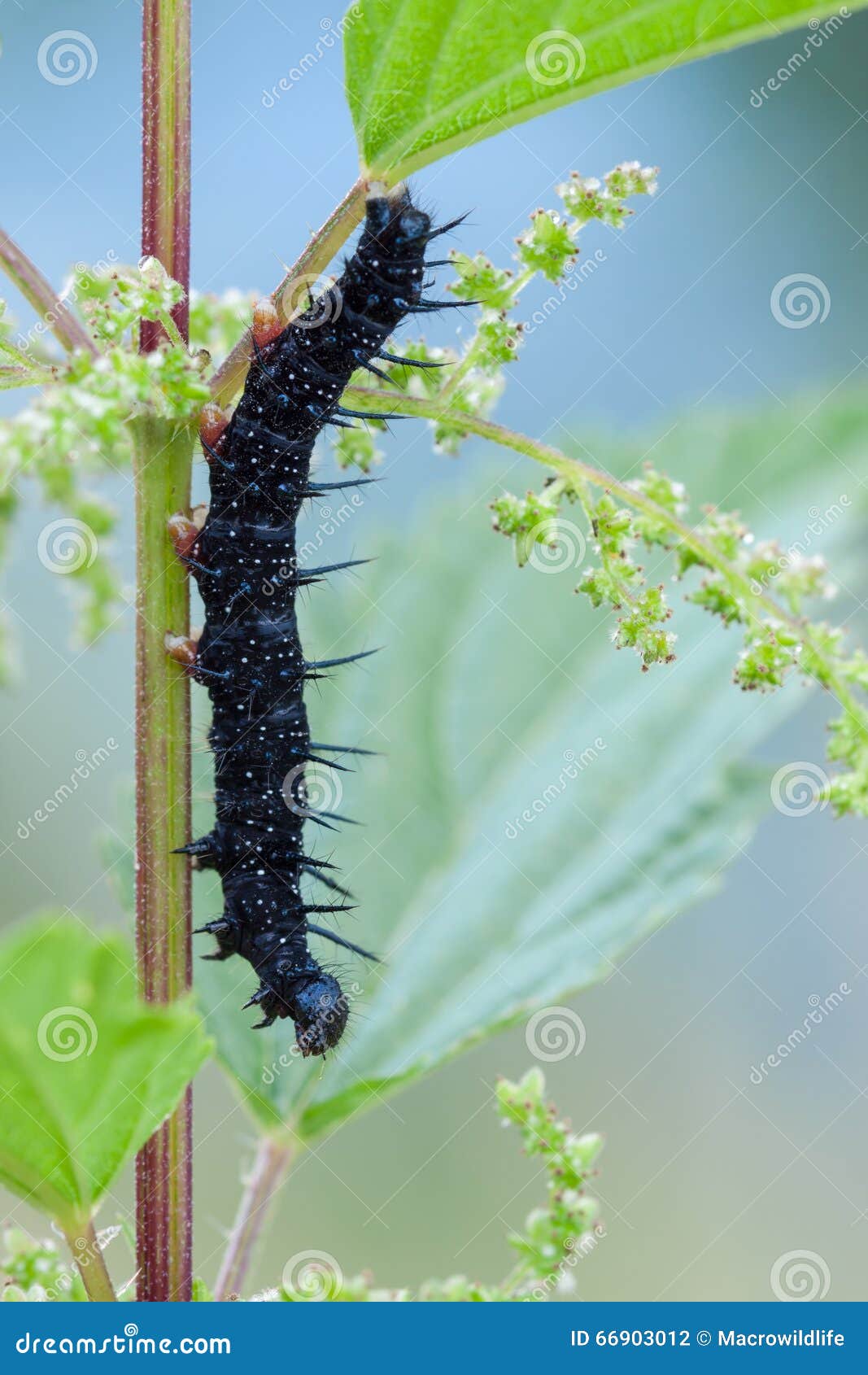 Caterpillar Waternymph (Inachis Io) Stock Photo Image of ornament