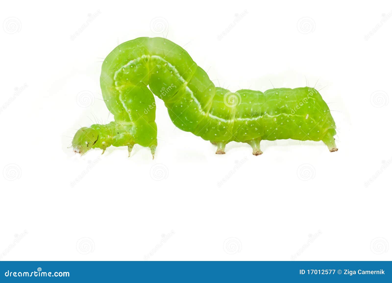 caterpillar on white