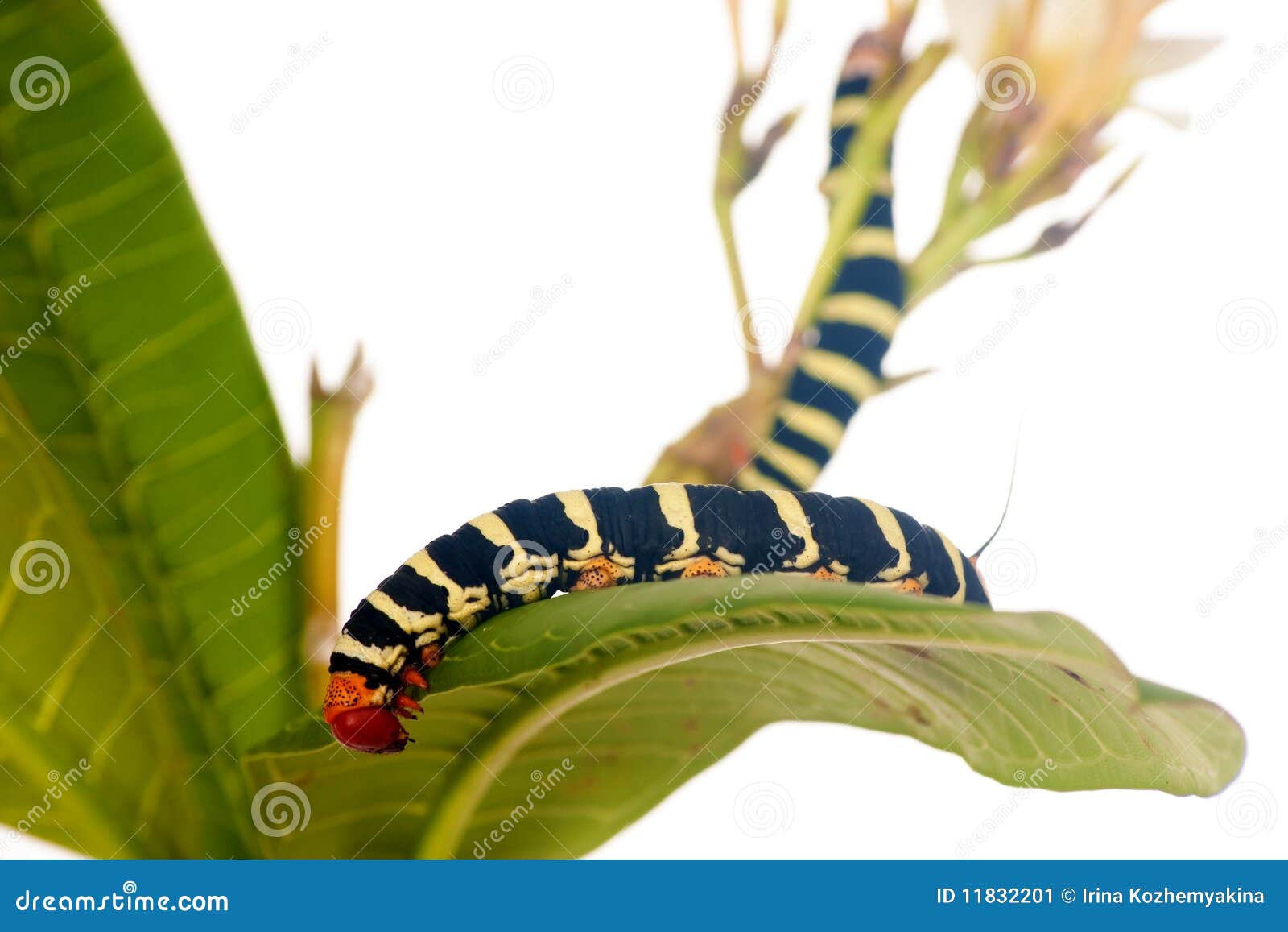 Caterpillar on white flowers. Caterpillar Brazhnik Pseudosphinx tetrio (Linnaeus) on white flowers