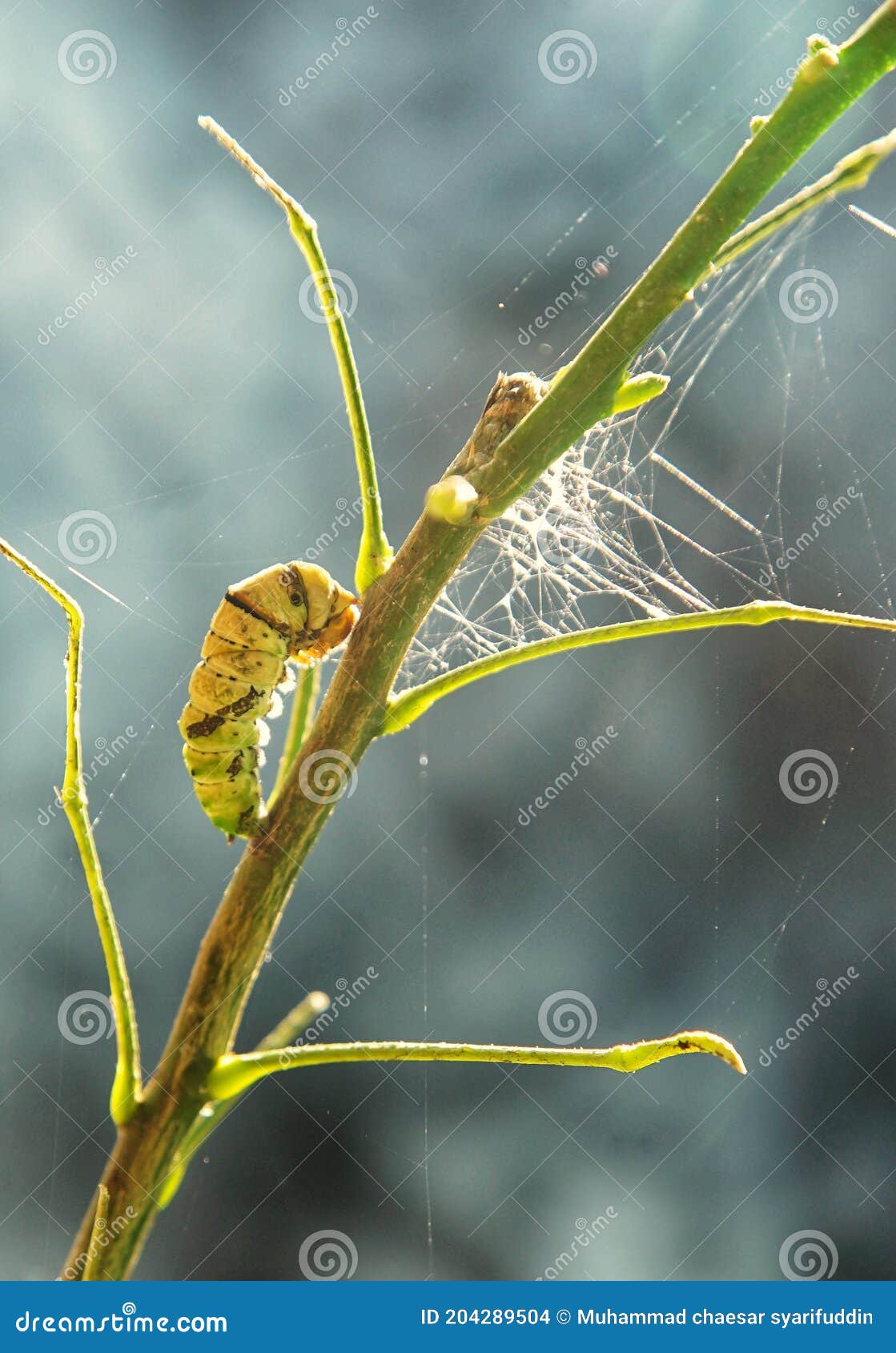 A Caterpillar that Will Turn into a Butterfly Stock Photo Image of