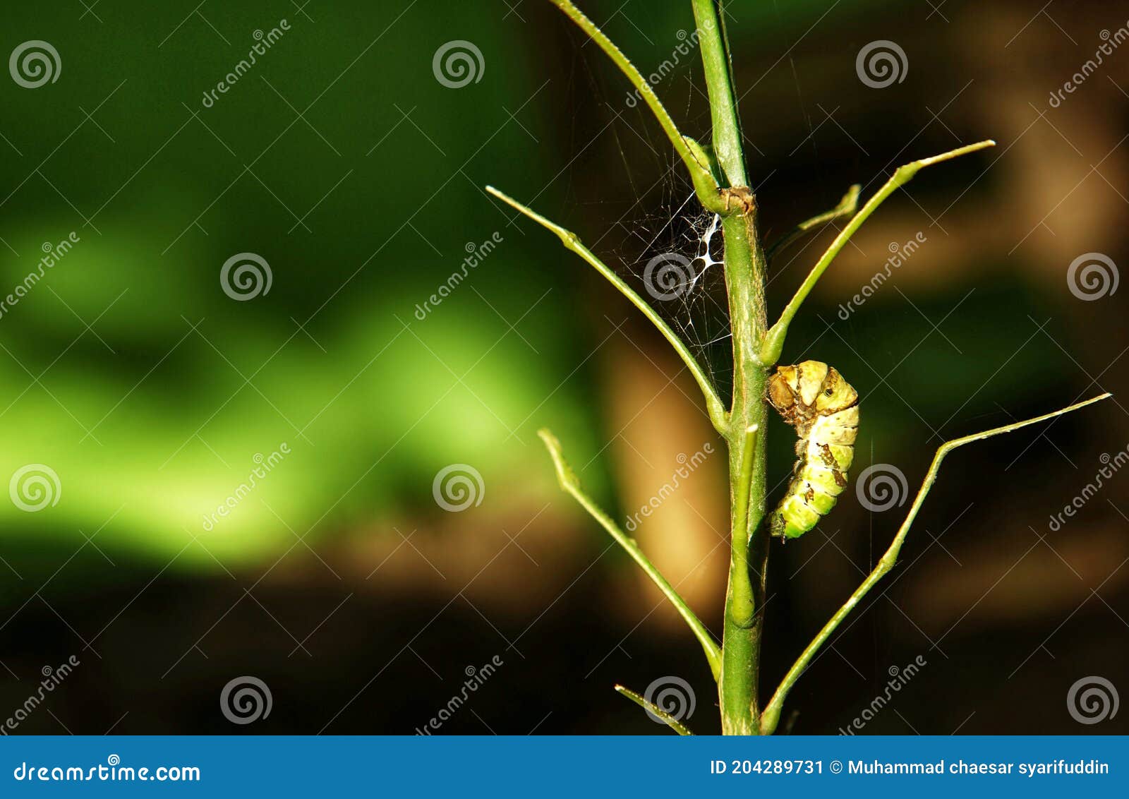 A Caterpillar that Will Turn into a Butterfly New Stock Image Image