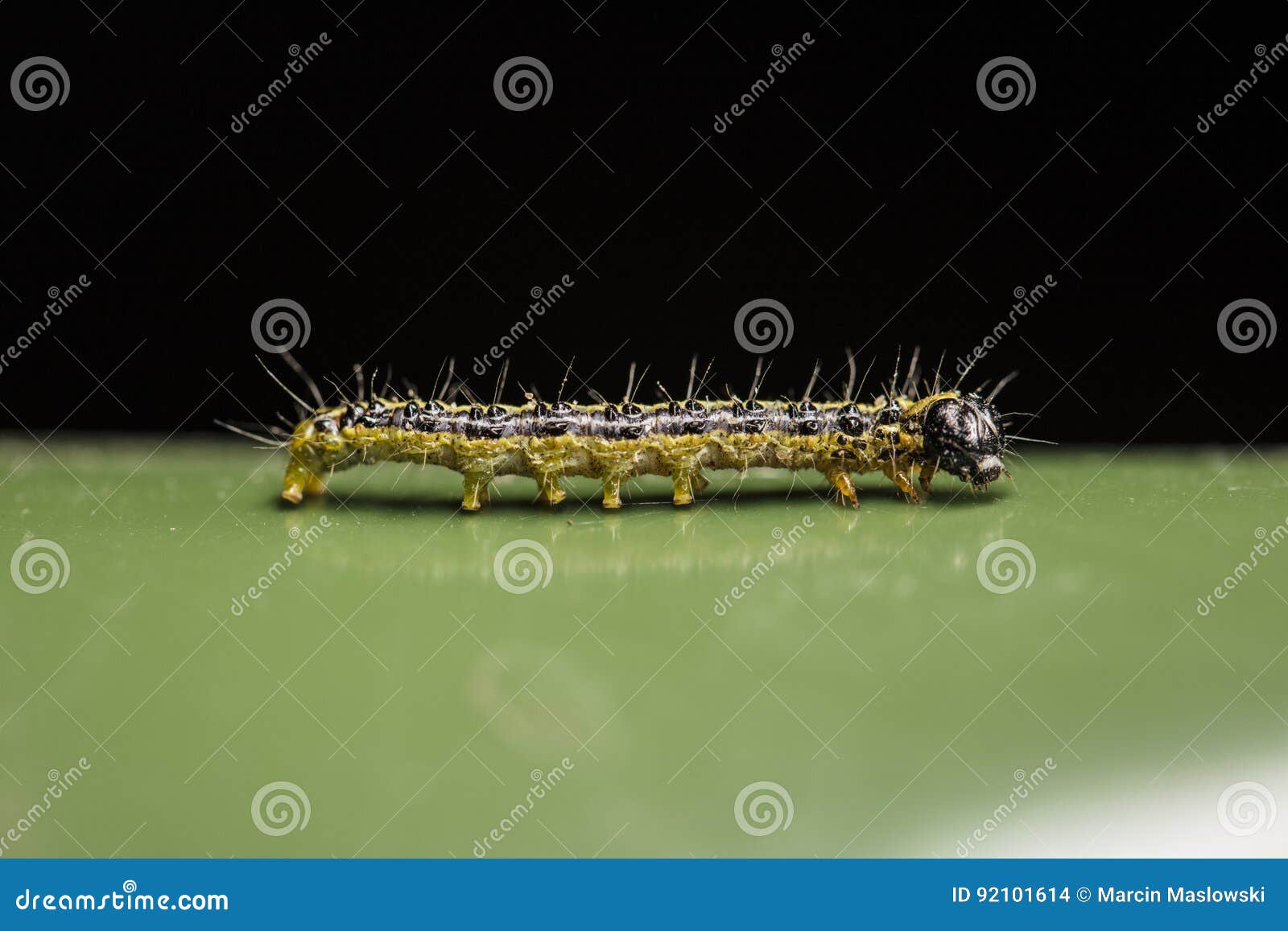 Caterpillar worm on green stock photo. Image of distinctive 92101614