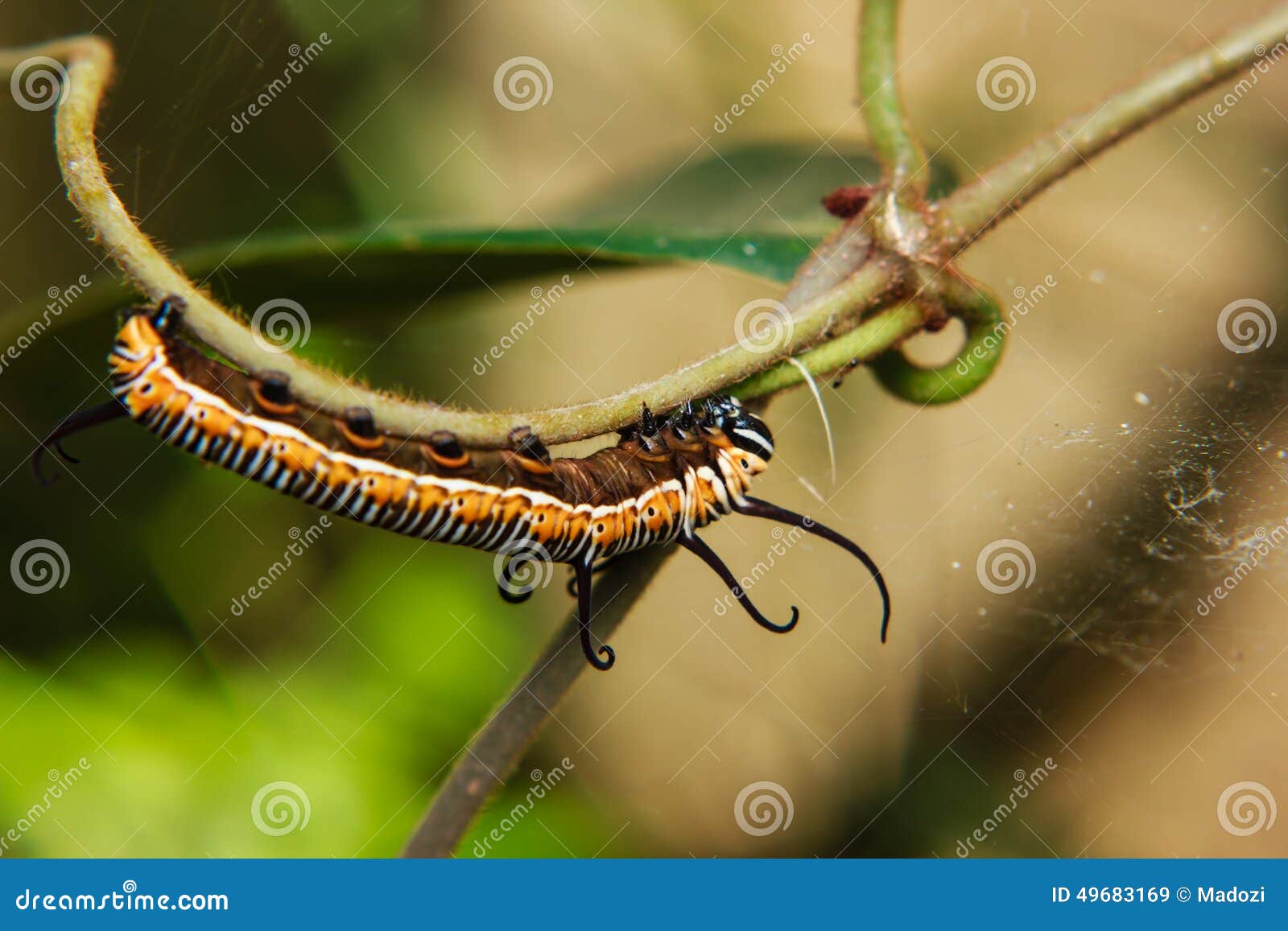 Caterpillar worm stock image. Image of green, dots, outdoor 49683169