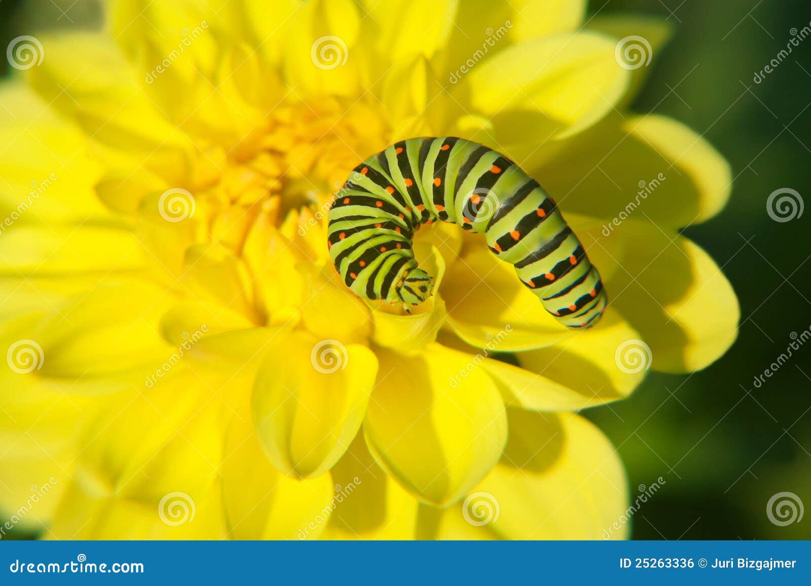 Caterpillar on Yellow Flowe Stock Photo Image of detail
