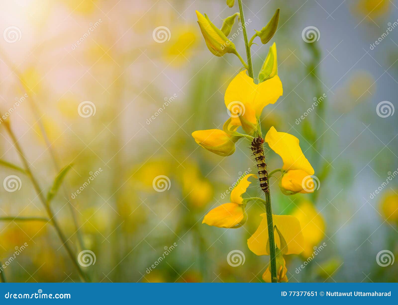 Caterpillar on Yellow Flower Stock Image Image of green, detail 77377651
