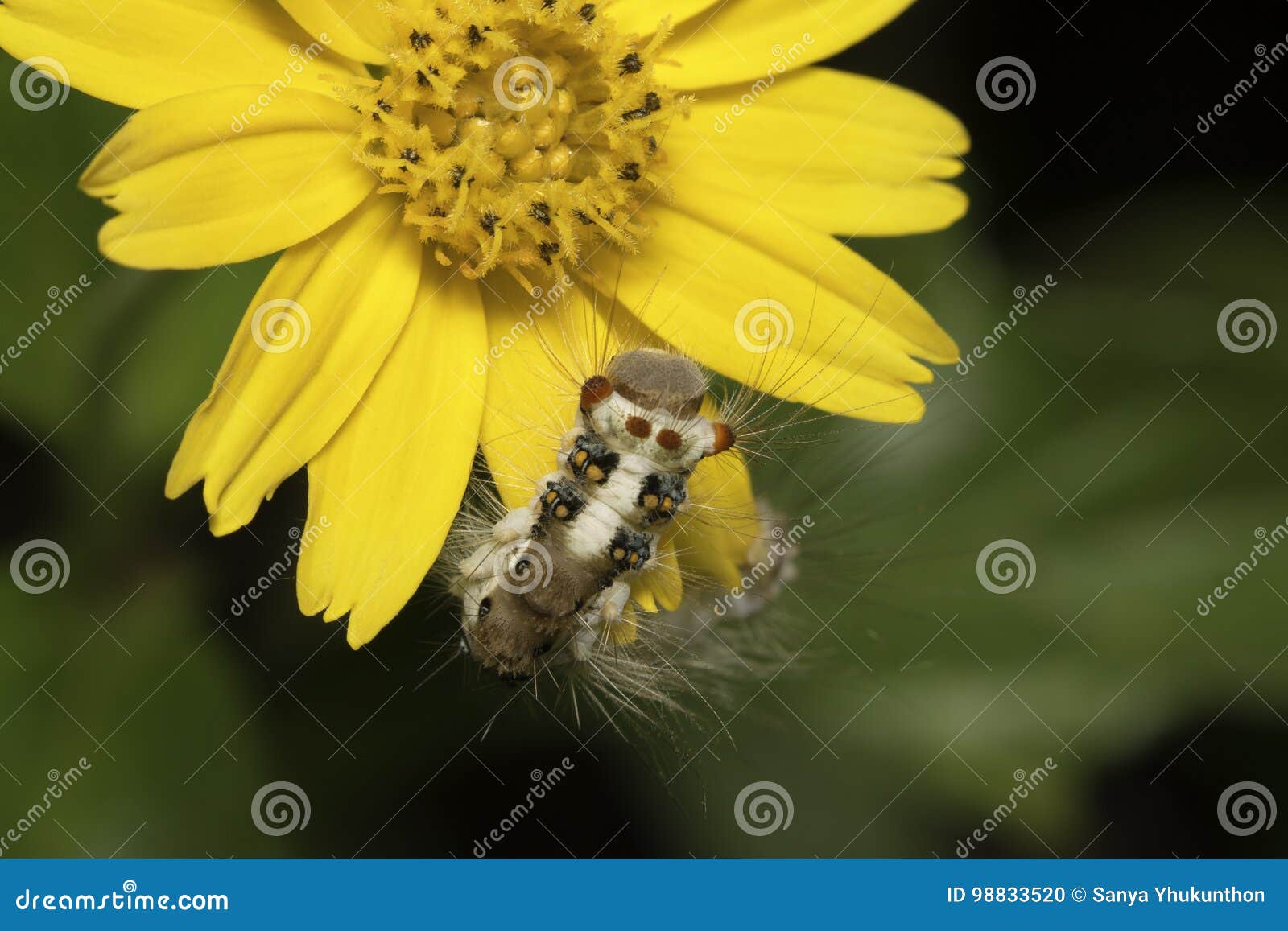 Caterpillar and Yellow Flower Stock Photo Image of insect