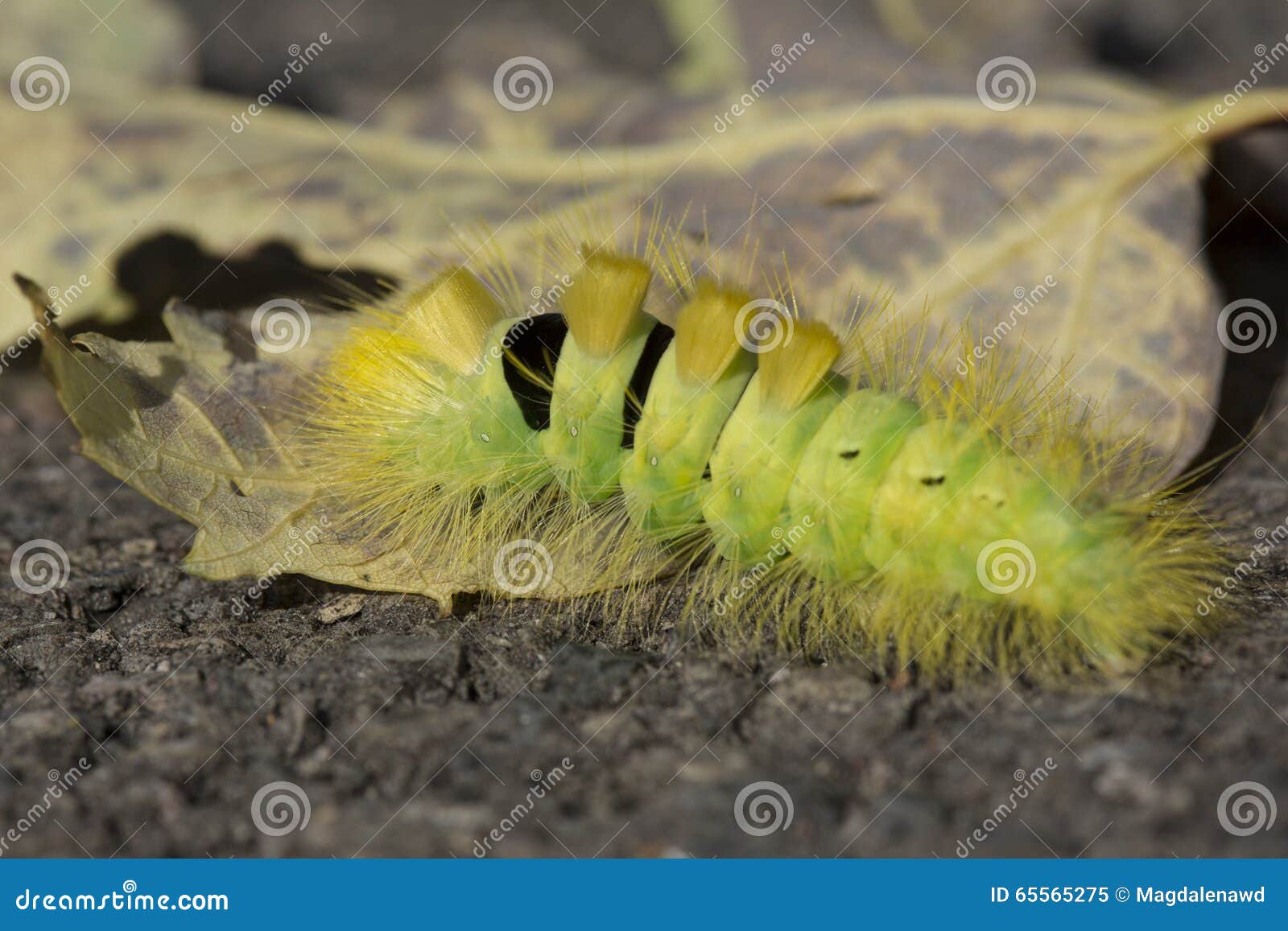 Caterpillar stock image. Image of close, stalk, macro 65565275