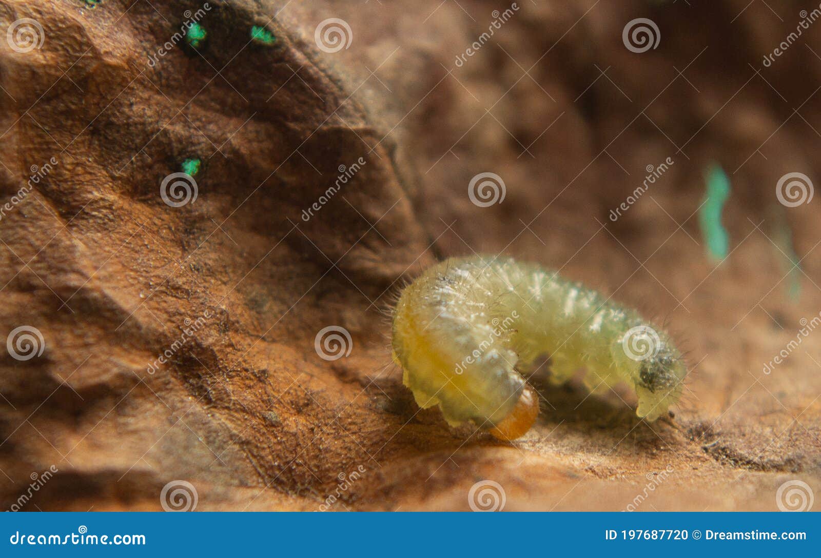 The Caterpillar is Yellowgreen Stock Photo Image of garden, color