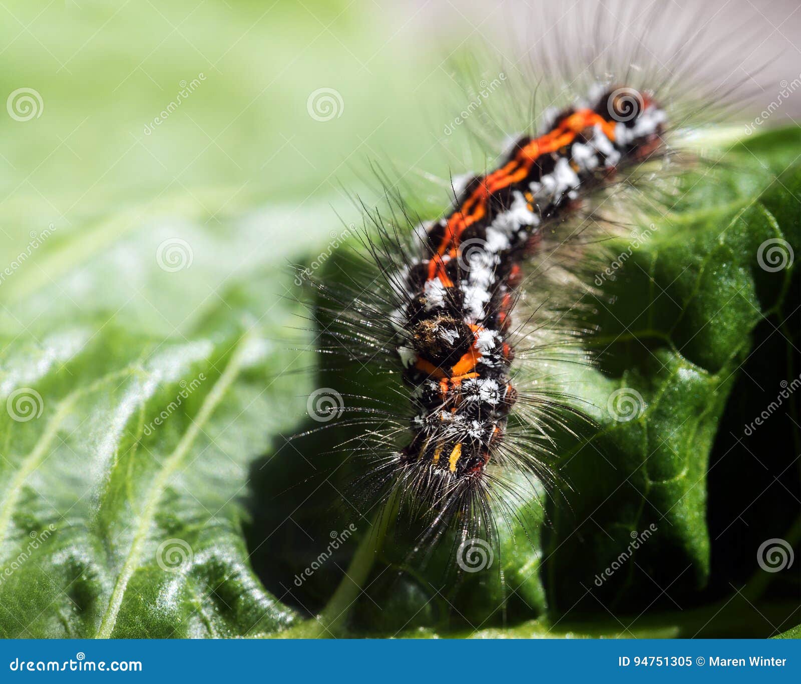 Caterpillar Of The Yellow Tail Moth Euproctis Similis Black L