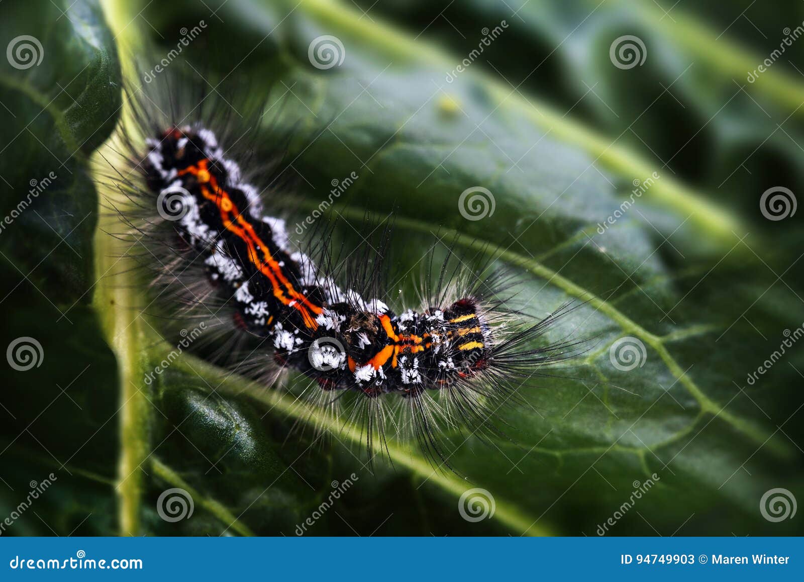 Caterpillar Of The Yellow Tail Moth Euproctis Similis Black L