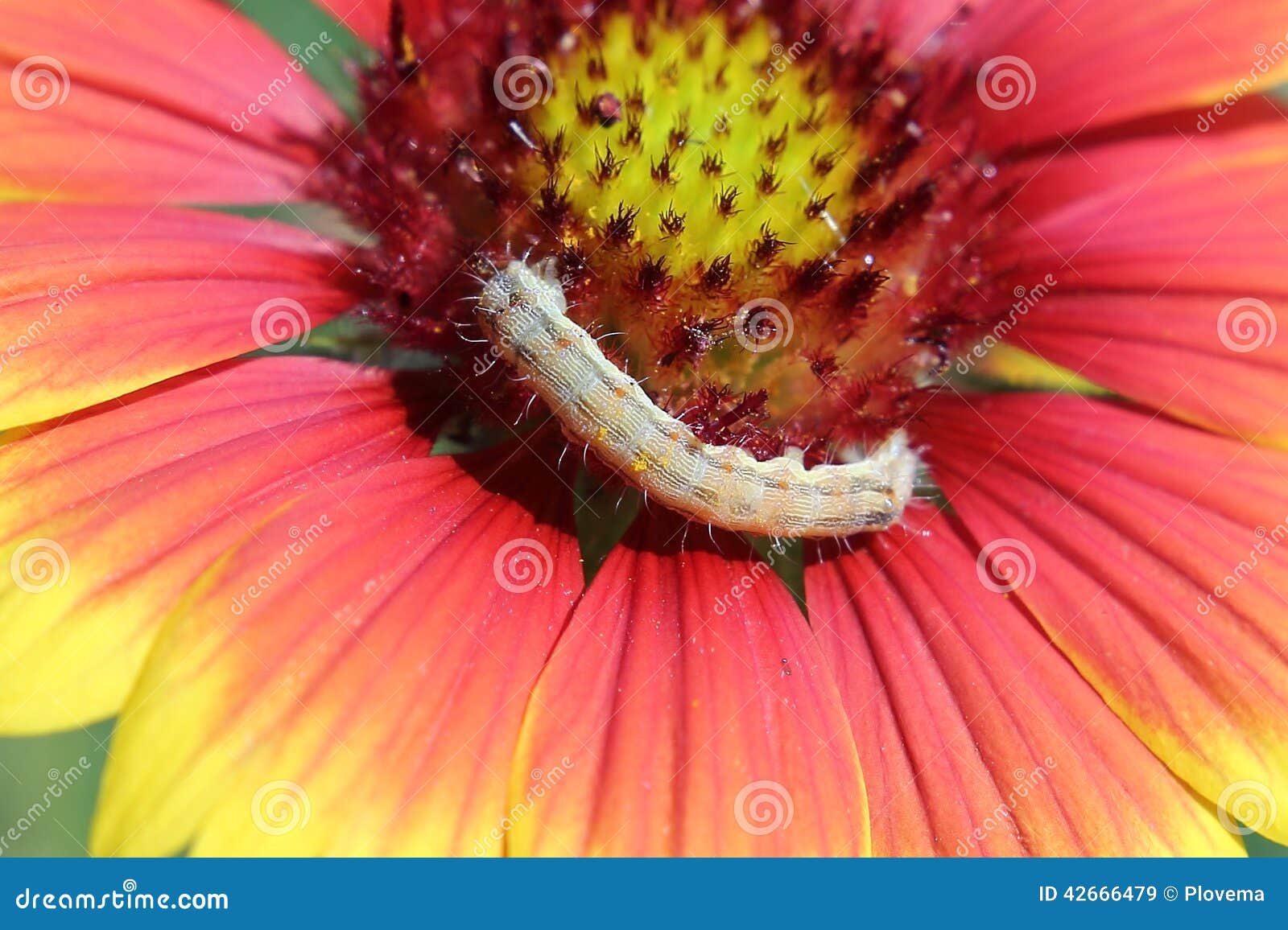 Caterpillar on a Zinnia Flower Stock Image Image of grass, blooming