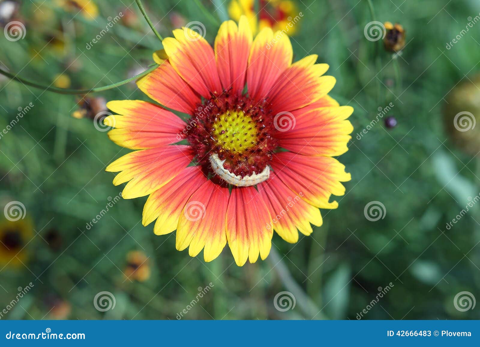 Caterpillar on a Zinnia Flower Stock Image Image of happy, blossom