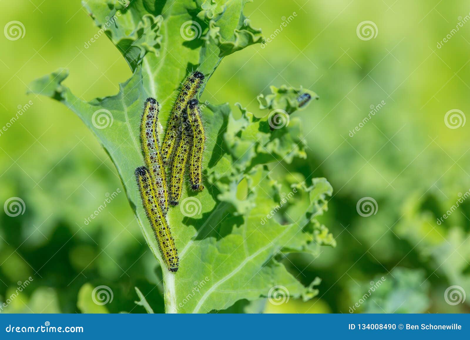 Caterpillars of Big Cabbage White Eat Kale Leaf Stock Photo Image of
