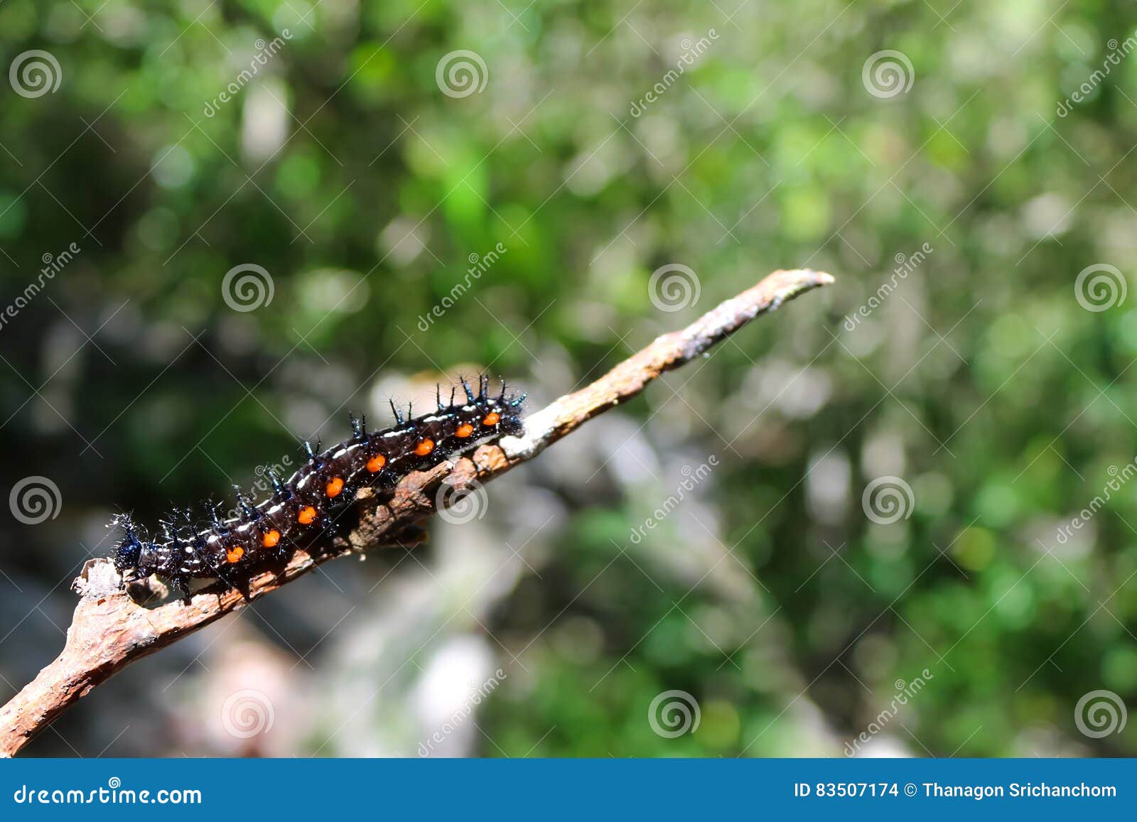 Caterpillars on branches stock photo. Image of animal 83507174