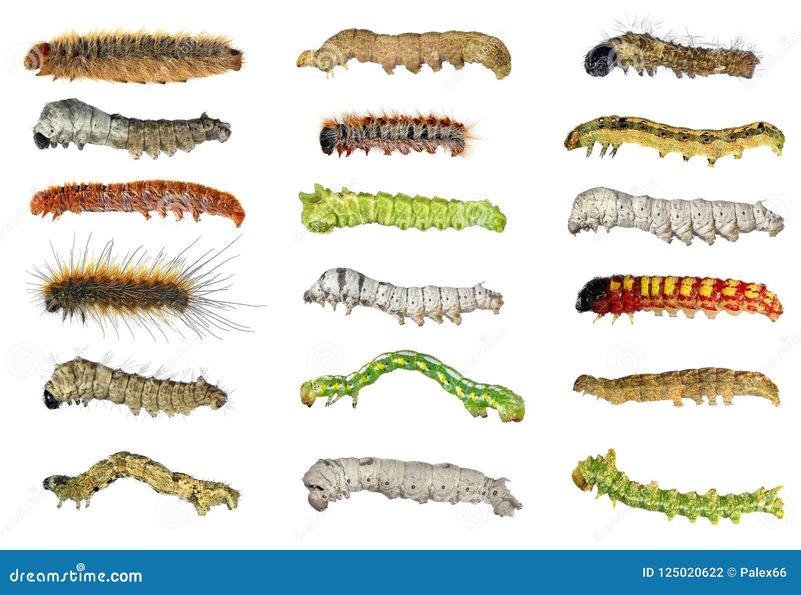 Caterpillar Classification Chart