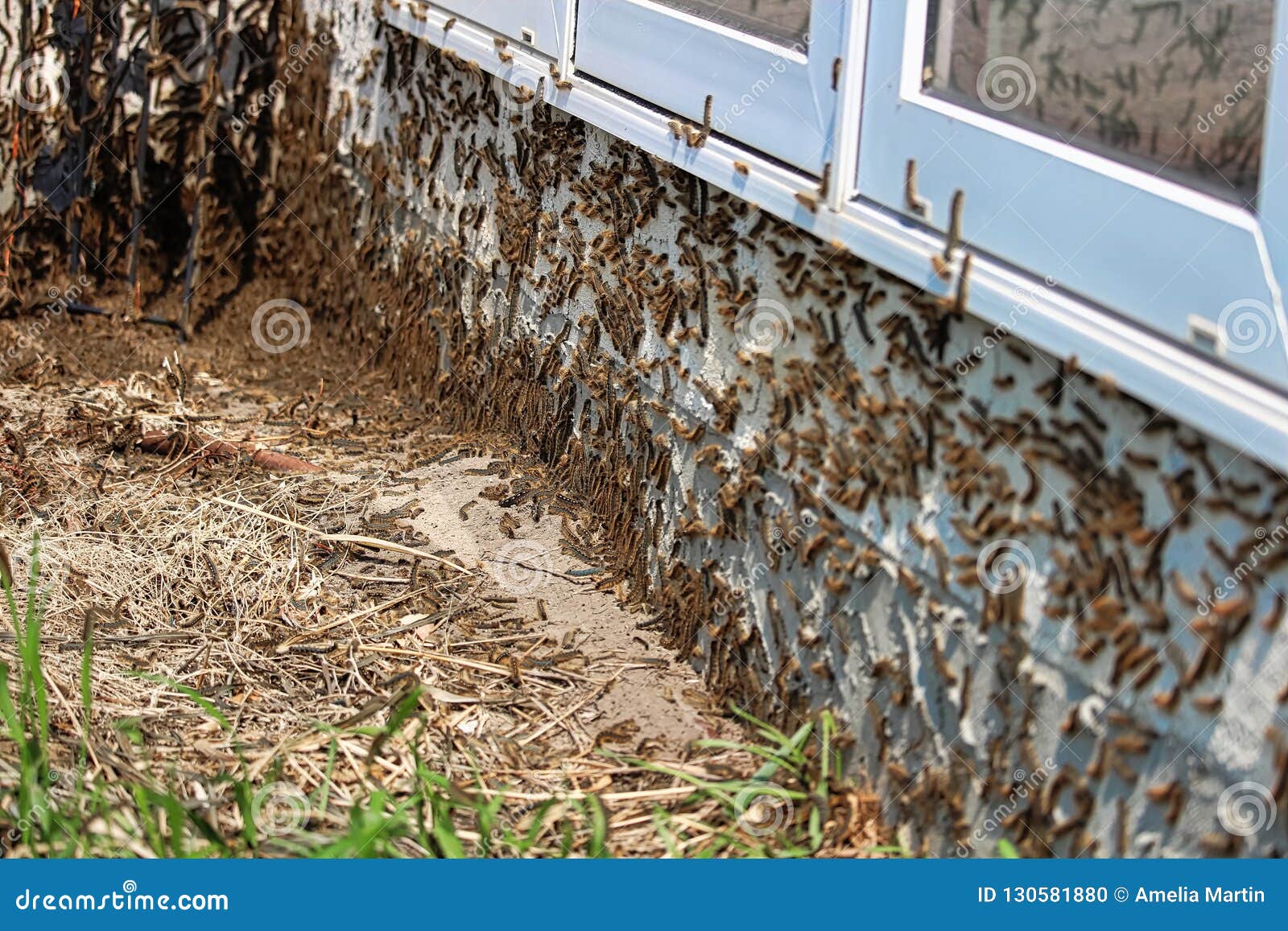 Caterpillars Climb Under a Window during an Infestation Stock Photo