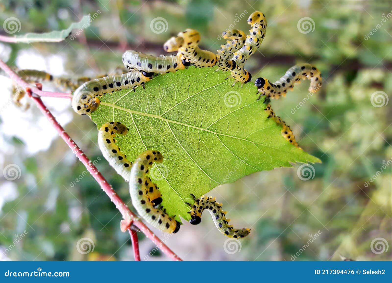 The Caterpillars Eat Birch Leaves Gluttony Insects In Nature Pests In The Natural Environment