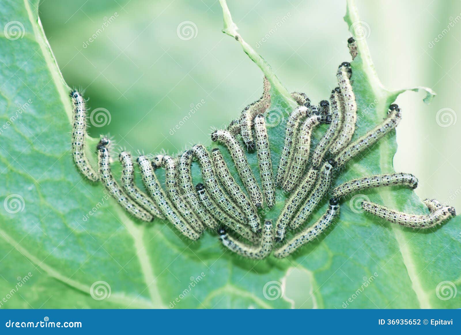 Caterpillars Eat Cabbage Leaf Stock Photo Image of pest, macro 36935652