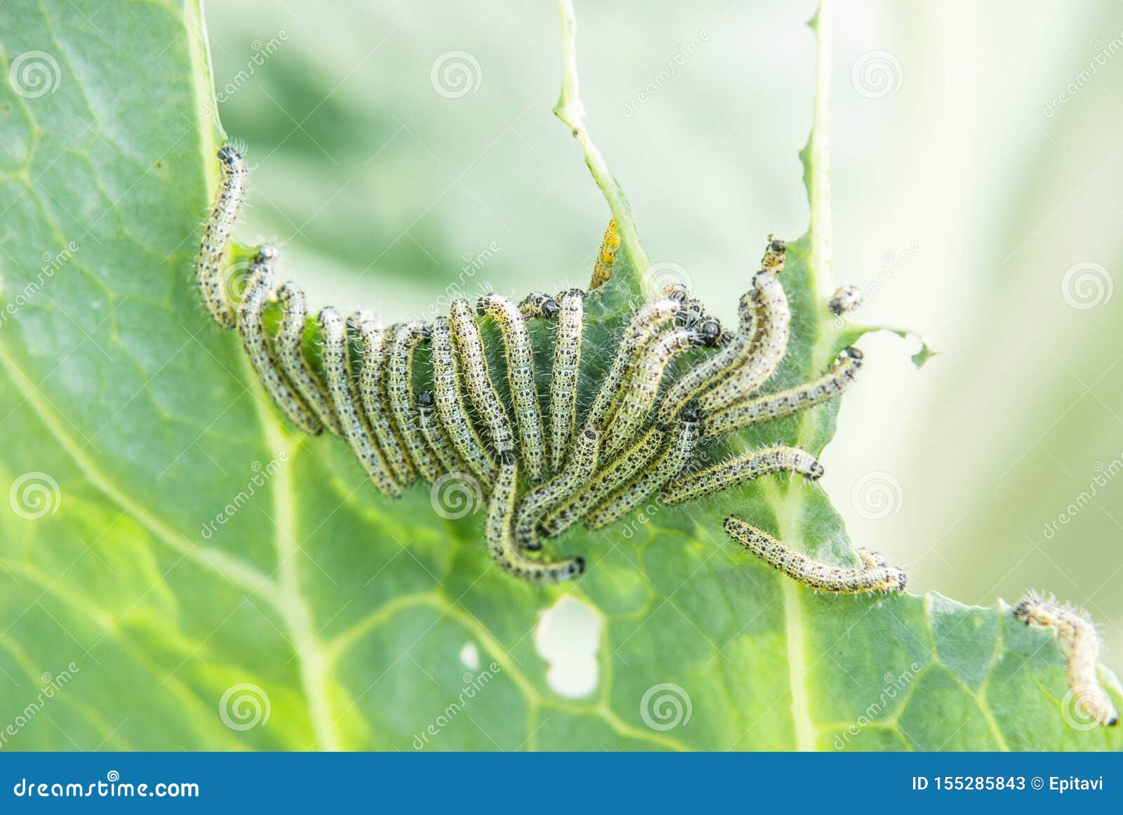 Caterpillars Eat Cabbage Leaf Stock Image Image of spotted, larva