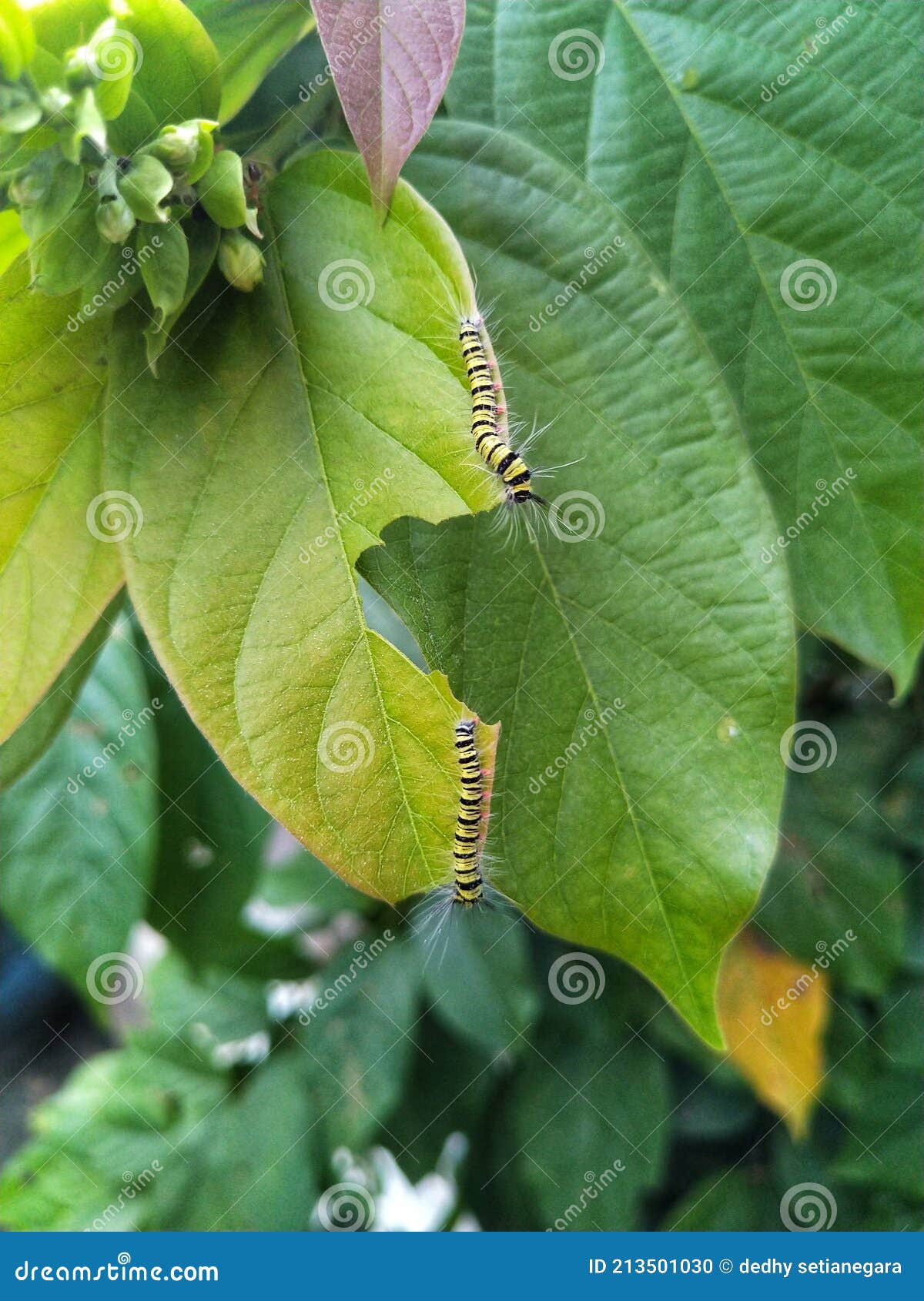 Caterpillars Eat on Green Leaves Stock Photo Image of fruit, caterpillars 213501030