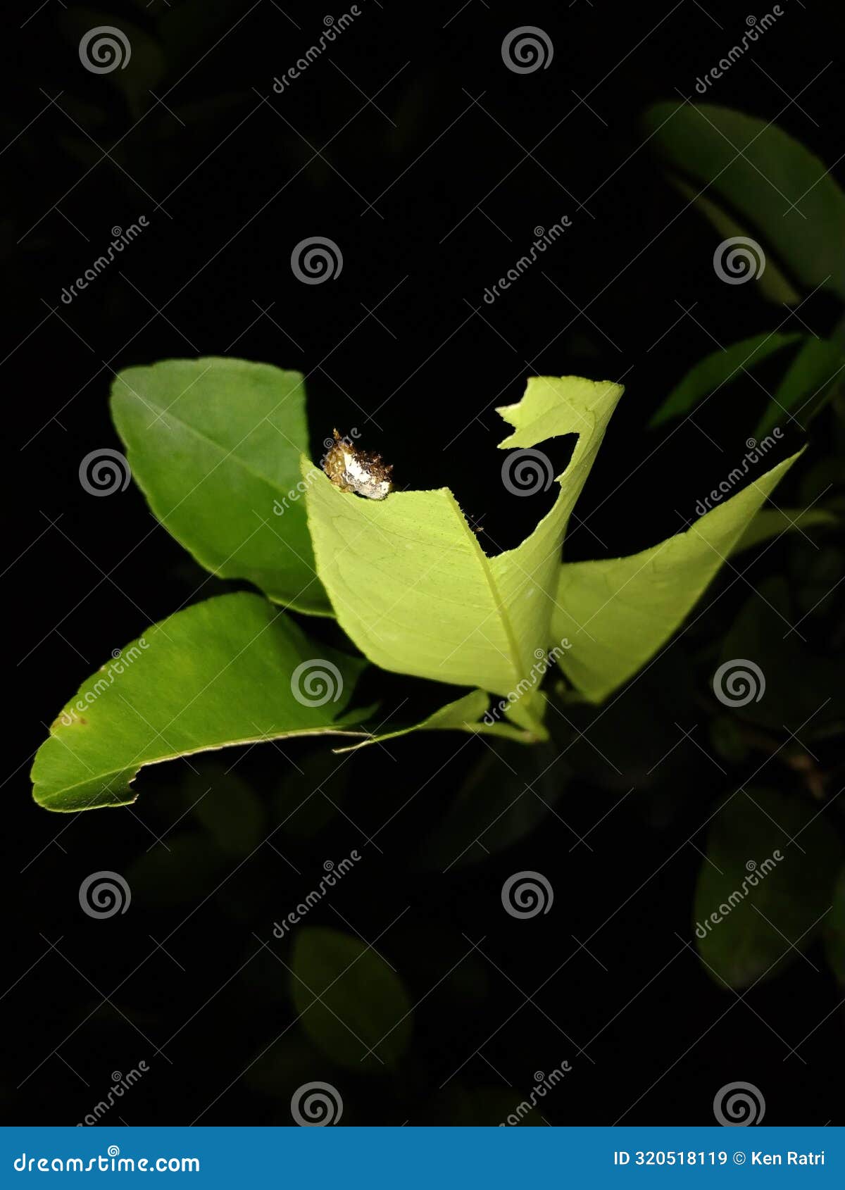 Caterpillars Eat Orange Leaves at Night Stock Image Image of leaves