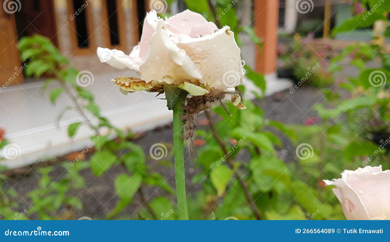 Caterpillars Eat White Roses Stock Image Image of nature, spring