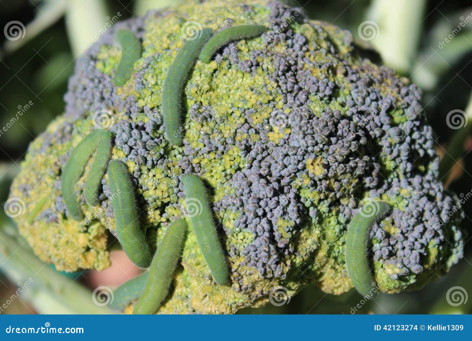 Caterpillars Eating Broccoli Stock Photo Image of larvae, pest 42123274