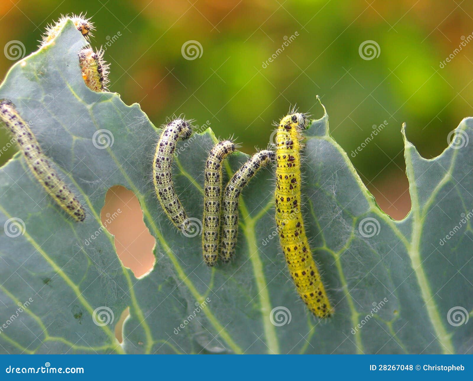 Caterpillars Eating a Cabbage Leaf Stock Photo Image of butterfly