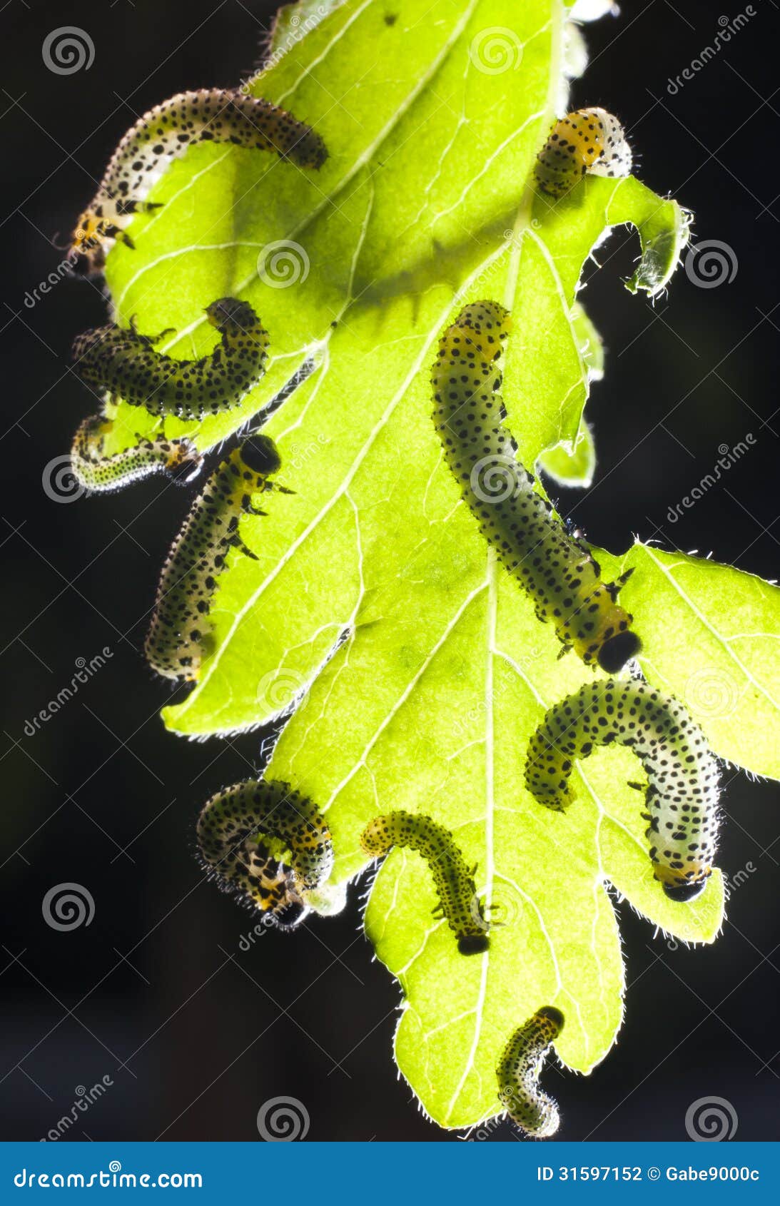 Caterpillars eating leaf stock photo. Image of garden 31597152