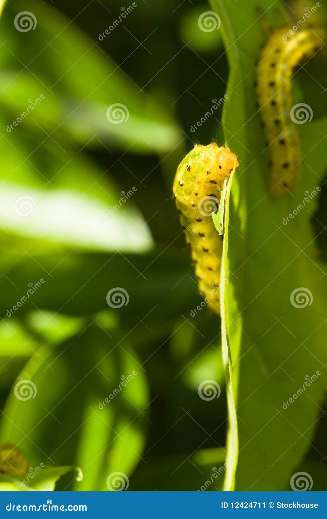 Caterpillars eating leaves stock image. Image of close 12424711