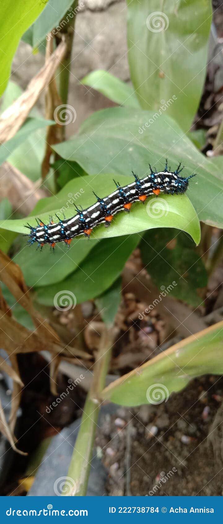 Caterpillars Eating Broccoli RoyaltyFree Stock Image CartoonDealer