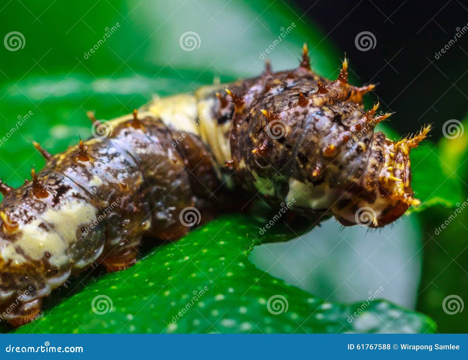 Caterpillars Eating the Leaves. Stock Photo Image of pest