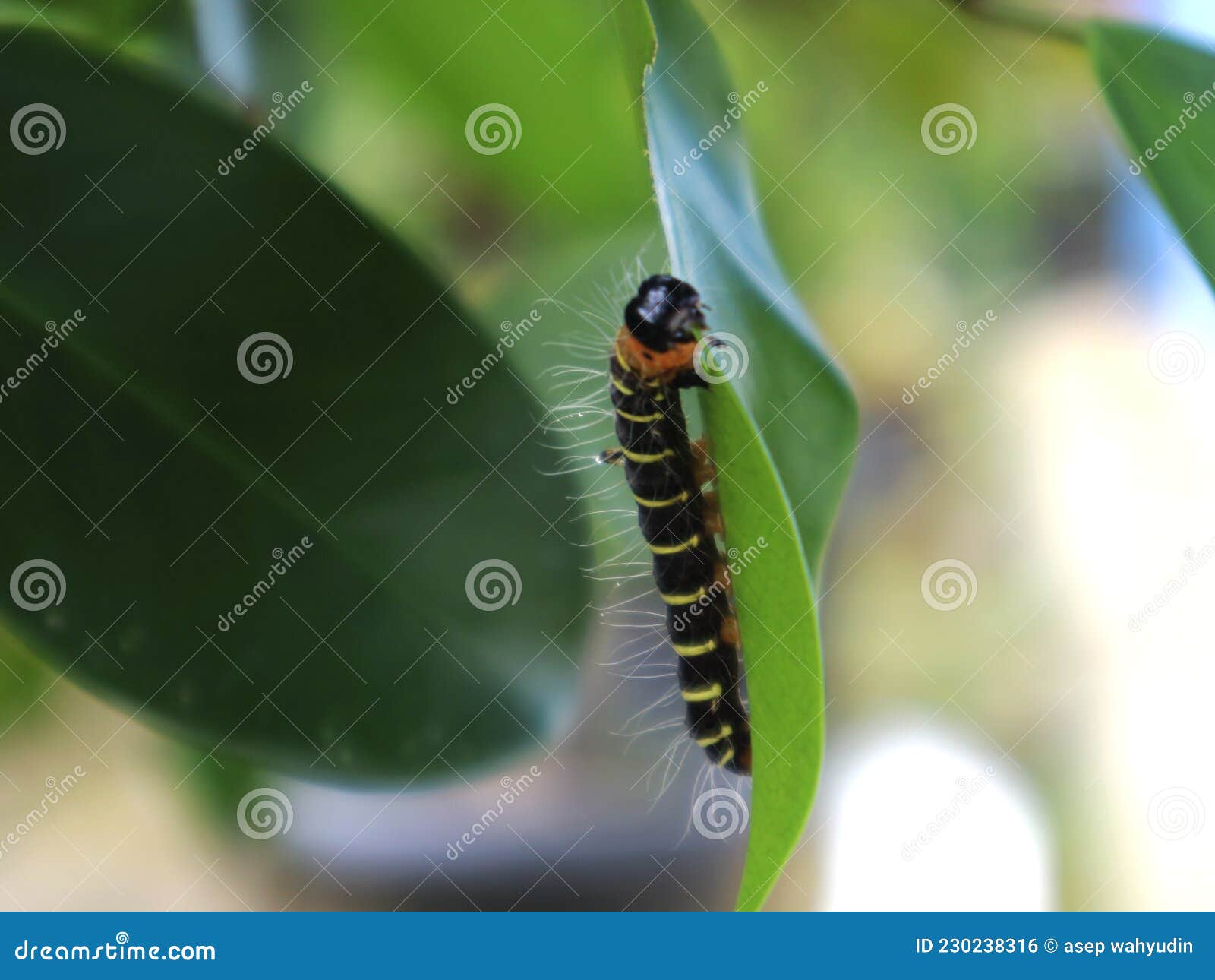 Caterpillars Eating Leaves. Stock Photo Image of arthropod